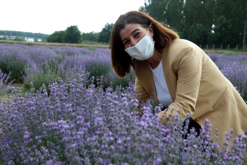 <p>Kentin verimli ovalar� bulundu�unu anlatan Aksal, 'Lavanta tarlalar�m�z ve bah�elerimiz var. Ge�en y�llarda buralar� ziyaret�ilere a�arak 'lavanta tarla g�nleri' etkinli�i d�zenlemi�tik. Yakla��k 70 bin ziyaret�i alm��t�k ge�en y�l. Ama bu y�l koronavir�s salg�n� nedeniyle maalesef b�y�k bir organizasyon yapamad�k. Ama yine de bah�elerimizi en az�ndan Edirnelilerimize a�al�m dedik. Birka� g�nd�r yo�un bir ilgi var b�lgeye. Maskemizi tak�yoruz, mesafemizi koruyoruz ve burada lavanta bah�elerimizi ziyaret ediyoruz.' diye konu�tu.</p>