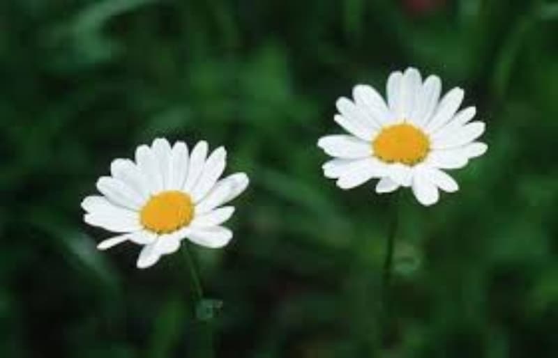 <p class='MsoNormal'><b>SAÇLARINIZI AYNI GÜN YIKAMAYIN</b></p>