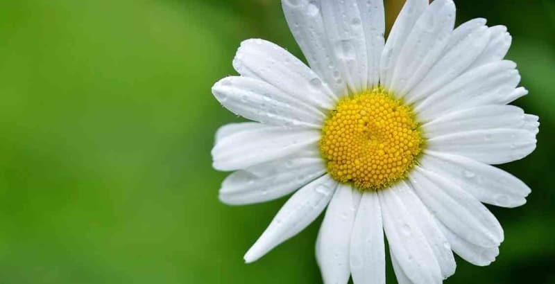 <p class='MsoNormal'>Papaya çayından daha fazla verim alınması için saçlarınızı 2-3 gün yıkamayarak bekletin, kirli saça uygulandığında sonuçların daha etkili olduğunu göreceksiniz. </p>