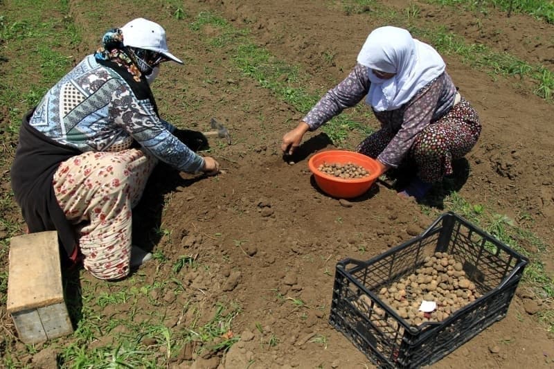 <p>OMÜ Bafra Meslek Yüksekokulu Bitkisel ve Hayvansal Üretim Bölüm Başkanı Doç. Dr. Ömer Çalışkan da Samsun'un coğrafi yapısı dolayısıyla salep çeşitliliğinin çok fazla olduğuna dikkati çekti.</p>