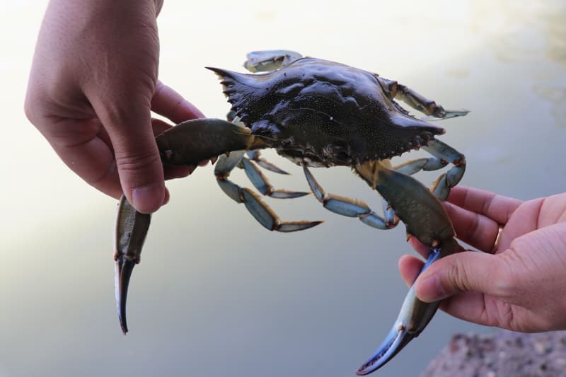 <p>Su �r�nlerine dayal� organize sanayi b�lgesi kuracaklar�n� bildiren Topuz, burada mavi yengecin i�lenerek ihra� edilmesi i�in de proje haz�rlanaca��n� dile getirdi.</p><p>Topuz, mavi yengecin kilogram fiyat�n�n 4-6 lira oldu�unu, bu rakam�n yurt d���nda 8 avroya kadar ��kt���n� belirtti.</p>