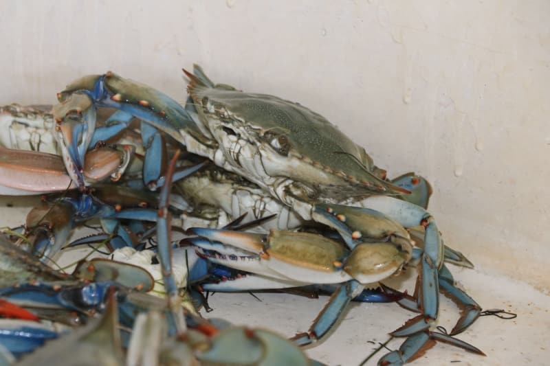 <p>Mavi yenge� etinin y�zde 15 protein i�erdi�ine dikkati �eken T�reli, 'Mavi yenge�, de�erli bir protein kayna�� olup ya� i�eri�i de olduk�a d���kt�r. �nsan besini d���nda kullan�m� yan�nda at�k denebilecek yenge� k�s�mlar� kabuk ve i� organlar fazla miktarda protein ve mineral i�ermesiyle k�mes hayvanlar� ve bal�klar i�in yem olarak da kullan�lmaktad�r. Kabuklar�ndan elde edilen kitin, kitosan ve t�revleri tekstilde, g�da sanayisinde, medikal ve kozmetik gibi alanlarda kullan�lmaktad�r.'</p>