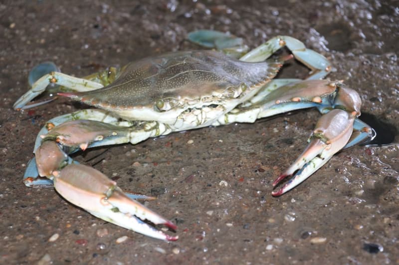 <p>�ukurova �niversitesi Su �r�nleri Fak�ltesi Bal�k��l�k Temel Bilimler Ana Bilim Dal� ��retim �yesi Prof. Dr. Canan T�reli de ana vatan� Atlantik Okyanusu olan mavi yengecin uzun y�llardan bu yana Akdeniz'de de g�r�ld���n� ifade etti.</p>