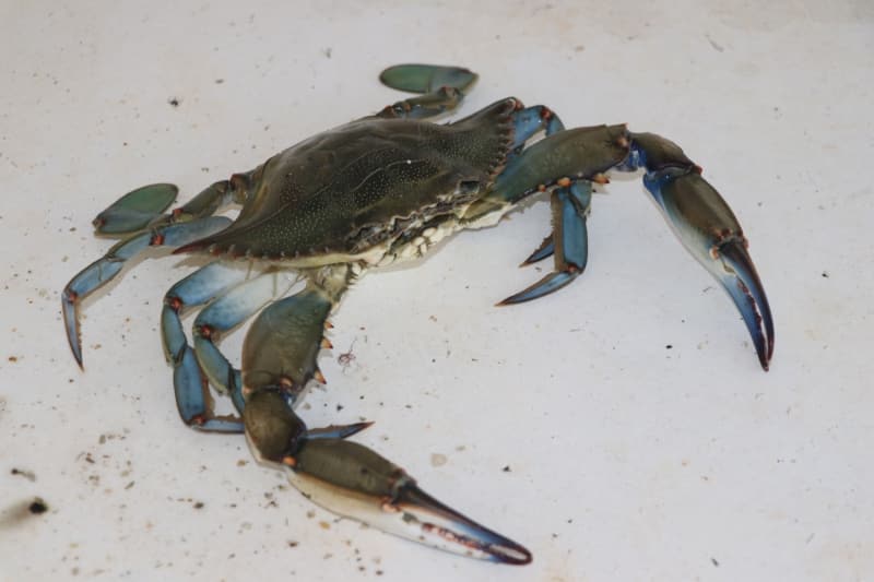 <p>T�reli, Do�u Akdeniz'deki lag�nlerde geni� pop�lasyonlar olu�turan mavi yengecin i� piyasada az bilinmesine kar��n yurt d���nda fazlaca tercih edildi�ini s�yledi.</p>