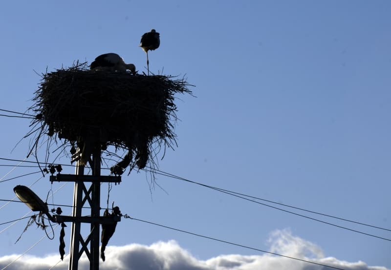 <p>Kyn iindeki farkl noktalardaki sekiz elektrik direine yaplan yuvalarn tamamnda leylekler yavru verdi. Onlarca leylek yavrusu gkyzne uacaklar gn bekliyor.</p>