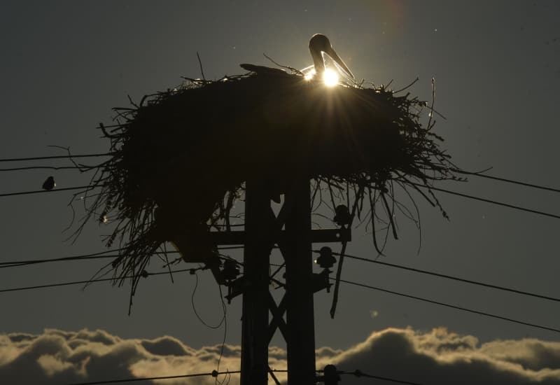 <p>Yavrular gkyzne kanat rpaca gn beklerken, anneleri ise onlara yem tamakla megul. Annelerin yuvaya yem tamas ve yavrularn yemleme tela gzel grntlere sahne oluyor.</p>