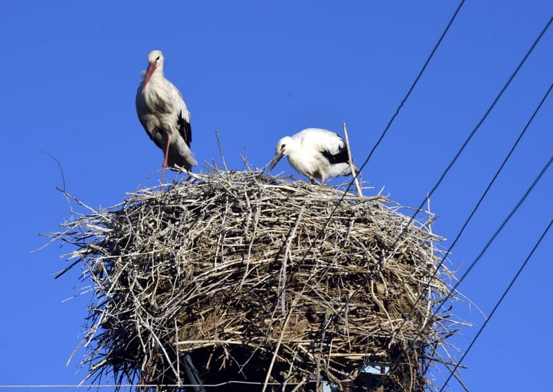 <p>lkbaharda yaklak 20 leylein kye gelerek yavru yaptn, yeni yavrularla 10'larcasnn kyden yeniden g edeceini anlatan Akdeniz, 'Leylek says arttka bu durum kymze gzellik katyor. Leylek yuvalarndaki okluun tek sebebi kyllerimiz onlar seviyor, onlar da kymz seviyor. O nedenle buray mesken tutuyorlar. Vatandalarmz leylek saysnn artmas iin aba sarf ediyor, ou kez a kalmamalar iin onlara yem veriyor. Gelecek yl inallah say daha da artacaktr. Biz de buna destek olacaz.' dedi.</p>