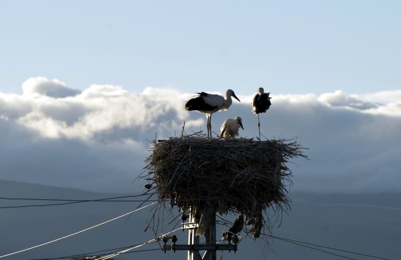 <p>Kylerinde ok sayda leylek yuvasnn, grenlerin dikkatini ektiini dile getiren Akdeniz, 'Yllar nce bu kyde bir, bilemediniz iki leylek yuvas vard. Ancak u an bu yuva says 8 ila 10'a kadar kt. 8 yuvaya leylekler uruyor ve yavru yapyorlar. Bu sayy duyarl kyllerimizle artrmak istiyoruz. Leylekler kymze gzellik katyor.' diye konutu.</p>