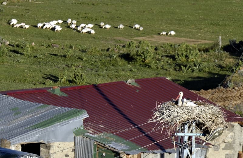 <p>Leyleklerin gn batm srasnda yuvadaki durular adeta grsel len oluturuyor.</p>