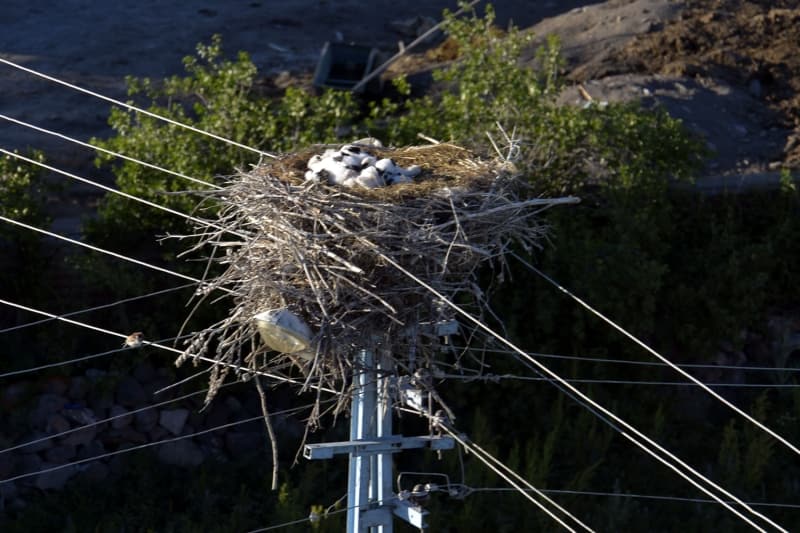 <p>Ky sakini Kenan Altun da her sabah ve akam saatlerinde leylekleri grme ansna sahip olduunu belirterek 'Benim evimin ok yaknndaki direkte leylek var. Her sabah uuunu izleme ansna sahibim. nsan onlar izlerken mutlu oluyor ve dinleniyor.' ifadelerini kulland.</p>