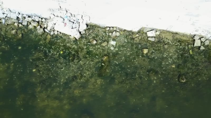 <p>Küçükçekmece gölünde binlerce ölü balık kıyıya vurdu</p>