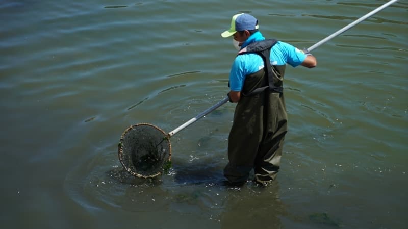 <p>Küçükçekmece gölünde binlerce ölü balık kıyıya vurdu</p>