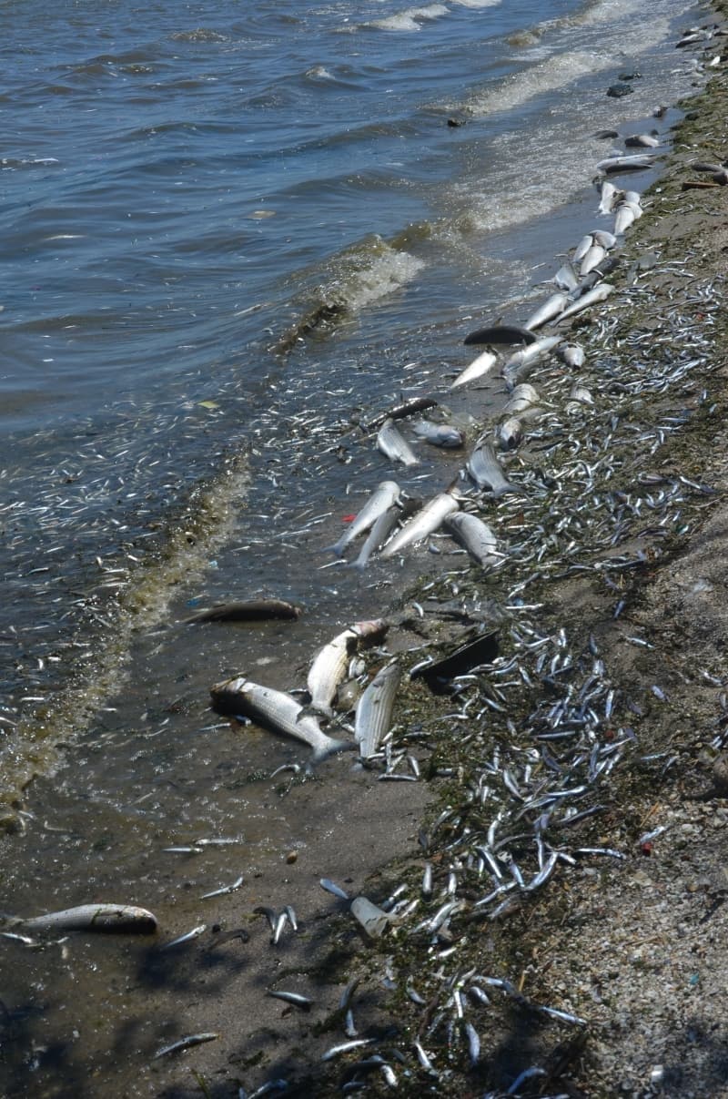 <p>Küçükçekmece gölünde binlerce ölü balık kıyıya vurdu</p>