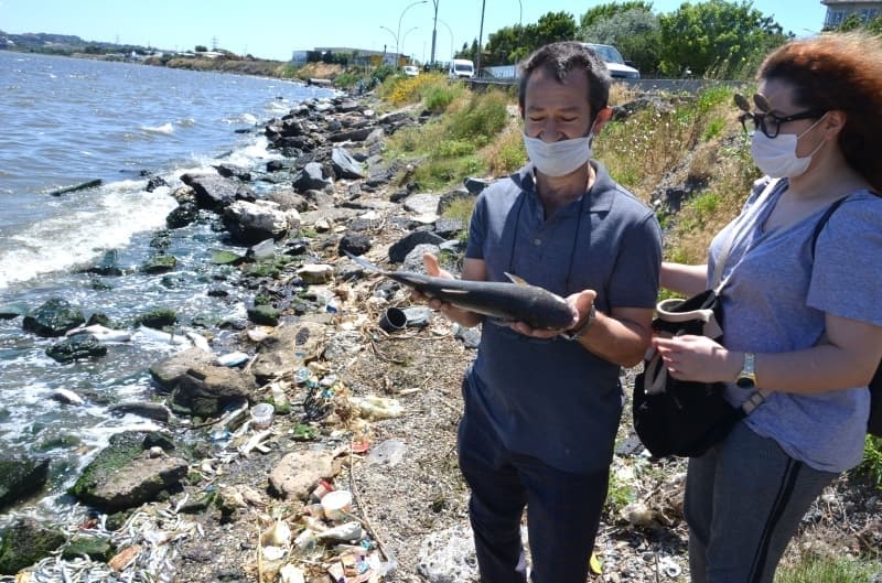 <p>Küçükçekmece gölünde binlerce ölü balık kıyıya vurdu</p>