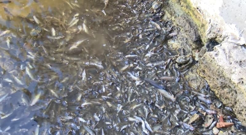 <p>Küçükçekmece gölünde binlerce ölü balık kıyıya vurdu</p>