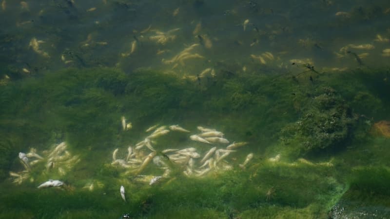 <p>Küçükçekmece gölünde binlerce ölü balık kıyıya vurdu</p>