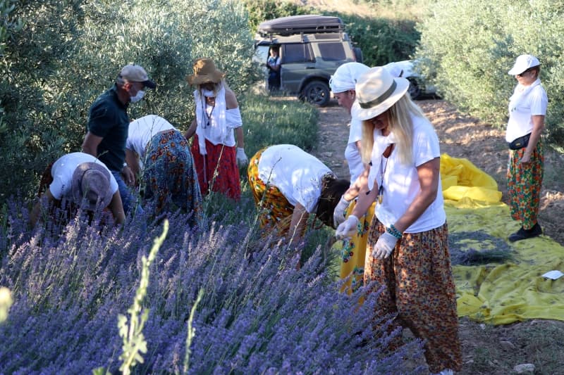 <p>İstanbul'dan gelen Pelin Kabalak da kendisi için farklı bir tecrübe olduğunu anlatarak, 'Toprakla ve doğayla birebir olmak çok güzel bir duyguydu. Sabahın ilk ışıklarında lavantanın o mor rengi ve enfes kokusuyla uyandık. Salihli gerçekten inanılmaz bir yer.' diye konuştu.</p>
