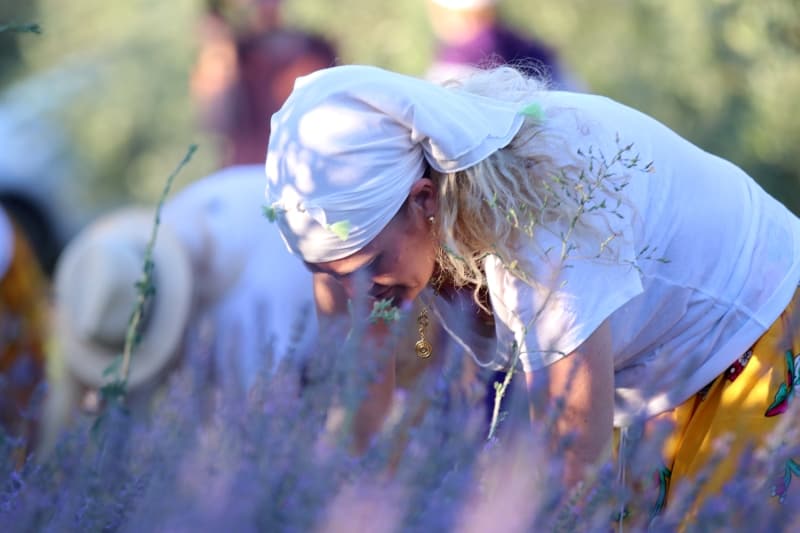 <p>Ceren Çerçiler, İspanya'da yaşadığını ve tatil için geldiği Türkiye'de arkadaşlarının daveti üzerine Manisa'daki hasada katıldığını belirterek, 'Şalvarımızı giydik, elimize bıçakları alıp lavantaları kestik, harika bir deneyimdi.' ifadesini kullandı.</p>