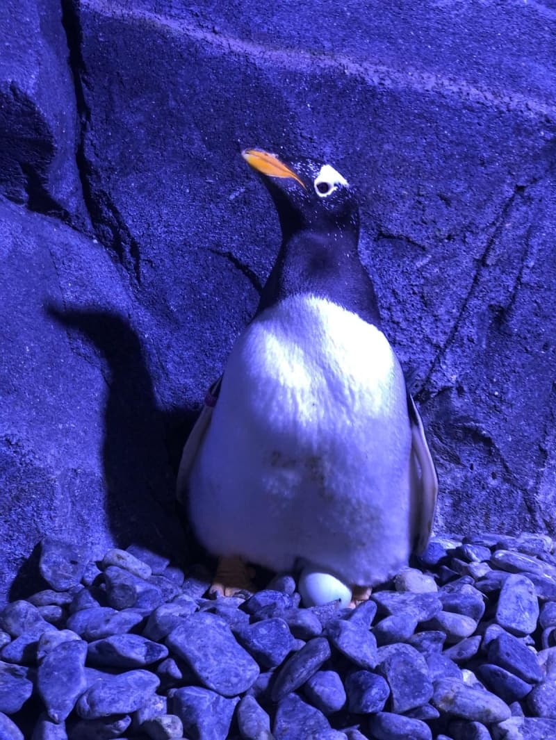 <p>Bebek penguenin tüylerinin henüz çok yumuşak olduğuna işaret eden Çapanoğlu, 'Penguenlerin soğuk sularda kalmasını sağlayan en önemli özellik tüylerinin yağlı ve kalın olmasıdır. Yeni doğan penguenimizin tüyleri peluş bir oyuncak kadar yumuşak. 6 ay sonra değiştirecek. Yetişkin tüyleri çıktıktan sonra da koloninin diğer bireyleriyle suya girmeye başlayabilecek.' dedi.</p>