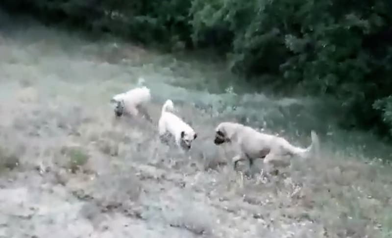 <p> Bölgeden tesadüfen geçtiğini belirten, Kali Kızıl,</p>