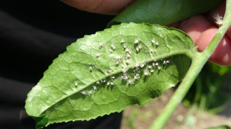 <p>İlk tespit edildiğinde sadece Trabzon’un Of ilçesinden Artvin’in Hopa ilçesine kadar tüm sahil şeridinde etkili olan ’Vampir’ kelebeğinin yavruları bitkileri şimdiden sardı</p>