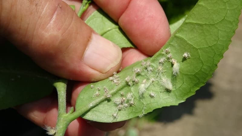 <p>Haziran ayından itibaren ergin dönemine ulaşarak bu dönemde beslenme aktivitelerini azaltıp, yumurtlama aktivitelerini arttıran Vampir kelebeği için üreticiler gerekli çalışmaların yapılmasını istiyor.</p>