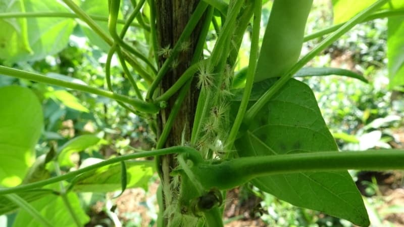 <p>Trabzon’un Of ilçesindeki bahçesinde ’Ricania simulans’ adlı kelebek türü böcek ile mücadele etmeye çalışan Şemsettin Öztürk, 'Bu kelebekler 10 yıl önceden Artvin’de başlamış. Oraya da Rusya’dan ve Gürcistan’dan geldiği iddia ediliyor. 10 yıldan beri Trabzon’un ilçelerini kaplamış durumda. Her yıl sahilden 3-5 kilometre içeriye doğru gidiyorlar. Bunlara bir çare bulunamadı. Ziraatçilere söylüyoruz ilgililerinin haberi var çalışma yapacağız diyorlar. Şuanda henüz bir çare bulunamadı. Temmuz ayının ilk günlerinde bunlar yuvalarından çıkıyorlar. Büyüdükçe daha çok zarar veriyorlar. Şuanda fasülyelerimizi sarmış durumda. Çay bahçeleri perişan etmiş durumda. Salatalık ve domatesler çıkmaya başladı bunları da saracaklar. Karadeniz bölgesindeki tarımın yüzde 60’ı kelebeklere hibe olmuş durumda' dedi.</p>