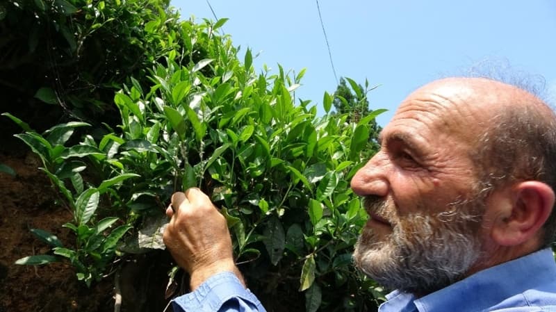 <p>Trabzon’un Of ilçesindeki bahçelerde kendini göstermeye başlayan Vampir kelebek, özellikle çay filizlerinde ve fasülyelerde etkili oluyor. </p>