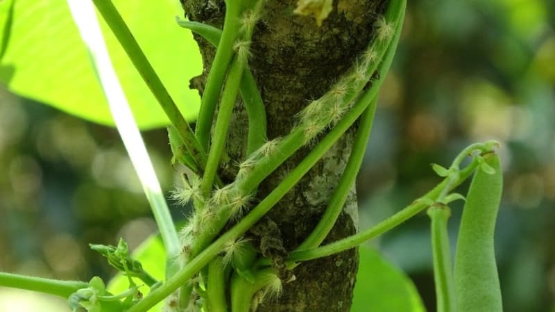 <p>Vampir kelebeğin yörede tarıma büyük zarar verdiğini kaydeden Öztürk, 'Kelebek bitkinin taze suyunu emiyor ve kurutuyor. Çay filizlerini de sarıyor. Üreticiler bu çayda kazanç sağlaması için öz suyunun olması lazım. Bunu da kuruttuğu için 10 kilo yaş çaydan ancak 2 kilo almış oluyoruz. Tarıma büyük bir zarar vermiş oluyorlar. Bu kelebeğin başka yerlerden buraya getirildiği iddia ediliyor' ifadelerini kullandı.</p>