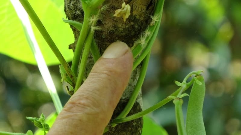 <p>Konuyla ilgili değerlendirmelerde bulunan Ziraat Mühendisleri Odası Trabzon Şube Başkanı Cemil Pehlevan, son yıllarda Doğu Karadeniz Bölgesi’nde yoğun bir şekilde görülmeye başlayan nüfusu ve nüfuzu hızlı bir şekilde artan Ricania simulans (Vampir kelebek), Anoplophora chinensis (Turunçgil Uzun Antenli Teke Böceği) ve Halymorpha Hallys ( Kahverengi Kokarca) böceklerinin hepsinin birbirinden daha zararlı olduğunu söyledi.</p>