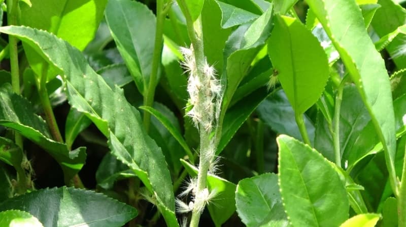 <p>Önümüzdeki yıllarda ülkemizde tarımsal üretimde ve bu böceklerle mücadelede çok büyük ekonomik kayıplar yaşanacağına dikkat çeken Pehlevan “Sadece ekonomik kayıp değil, aynı zamanda ekolojik dengenin ve yaşam kalitemizin bozulacağını unutmayalım. Biz ise hala tehlikenin ya farkında değiliz ya da anlamak istemiyoruz. Yüzeysel bakıyoruz, bir şey olmaz ile geçiştiriyoruz” dedi.</p>