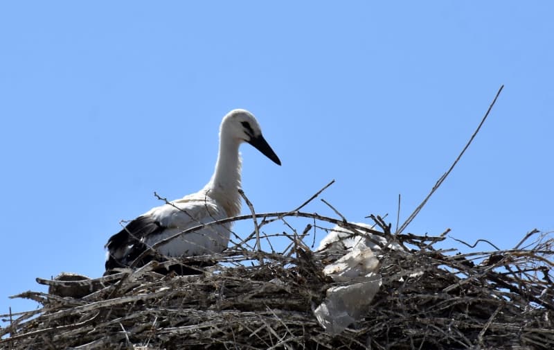 <p>Mu Telli Turna Doa Dernei Ynetim Kurulu Bakan Kasm Avci da Mu Ovas'nn zengin sulak alanlar ve yksek besin deposuyla leyleklerin nemli konaklama alanlar arasnda yer aldn vurgulad.</p>