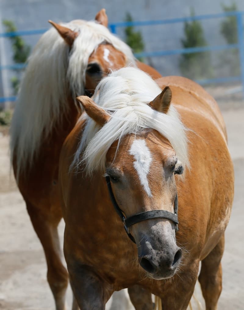 <p>Yaklaşık 1 yıllık uyum sürecinin ardından atlı polislerin eğitimlerinde kullanılan atlar, devriye görevine de çıkıyor.</p>
