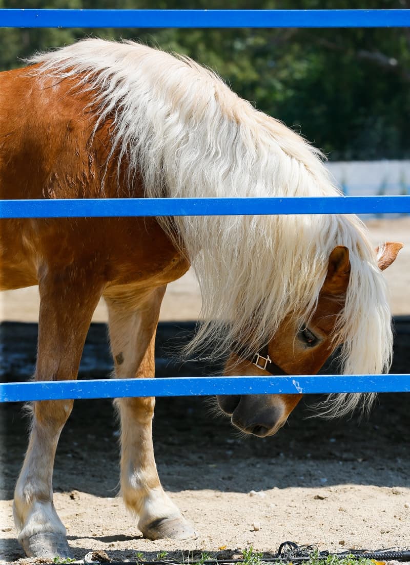 <p>İl Emniyet Müdürü Yardımcısı Uğur Alan, AA muhabirine yaptığı açıklamada, İzmir'de atlı birliğin, 2001 yılında 5 atla kurulduğunu söyledi.</p>