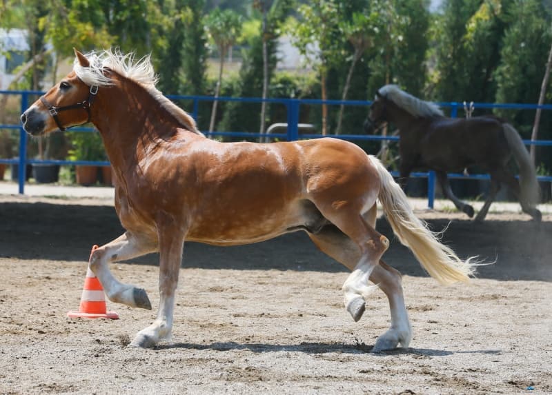 <p>Kordon'da turistik faytonlarda kullanılan Haflinger cinsi Antonio ve Mariuş isimli 2 at da İzmir Emniyet Müdürlüğünün atlı birliğine katıldı.</p>