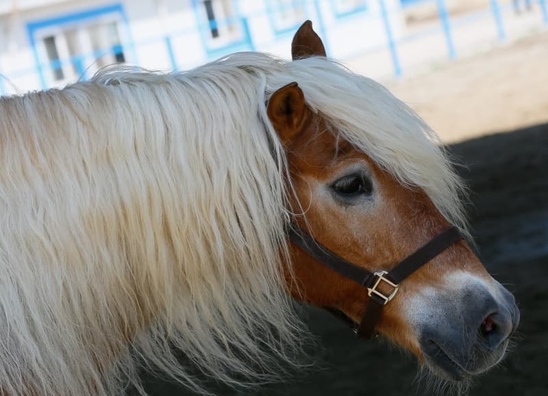 <p>Bu yıl yeni yerlerine geçtiklerini ve at sayısını 11'e yükselttiklerini anlatan Alan, yeni yerlerinin müsait olması nedeniyle at sayısını daha da artıracaklarını ve İzmir halkına daha çok atlı devriye hizmeti sunacaklarını bildirdi.</p>