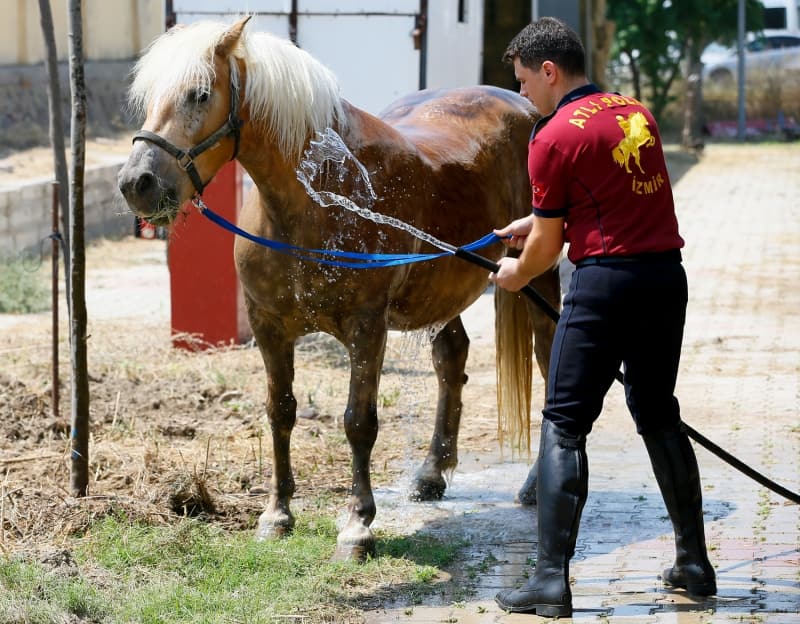 <p>'Faytonların kaldırılmasıyla Antalya ve İzmir Emniyeti olarak bu atlardan aldık. Denemek amacıyla almıştık, bu süreci çok iyi geçirdiler. Atlarımızı eğitimde ve Down sendromlu çocukların rehabilitasyonunda da kullanıyoruz. Binicilerimizin verdiği olumlu raporların ardından artık bu atlardan devriye görevinde de yararlanıyoruz. Faytondan çıkan bu atlardan İzmir halkına güvenlik hizmeti sunmada yararlanıyoruz. Bizim görev arkadaşımız oldular.'</p>
