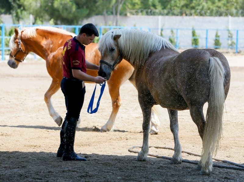 <p>Daha önce faytonda kullanılan 2 Haflinger'in atlı birliğe tam uyum sağladığını kaydeden Alan, şöyle konuştu:</p>