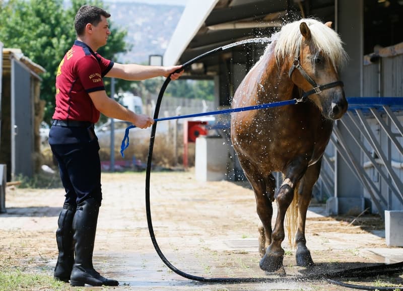 <p>Alan, gösterişli yapıları ve yeleleriyle dikkati çeken Haflinger cinsi atların, İzmir sokaklarında vatandaşların yoğun ilgisiyle karşılaştığını da sözlerine ekledi.</p>