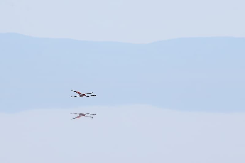 <p>Kuş varlığı yönünden Türkiye'nin en zengin gölleri arasında yer alan Tuz Gölü, her yıl binlerce flamingoya ev sahipliği yapıyor.</p>