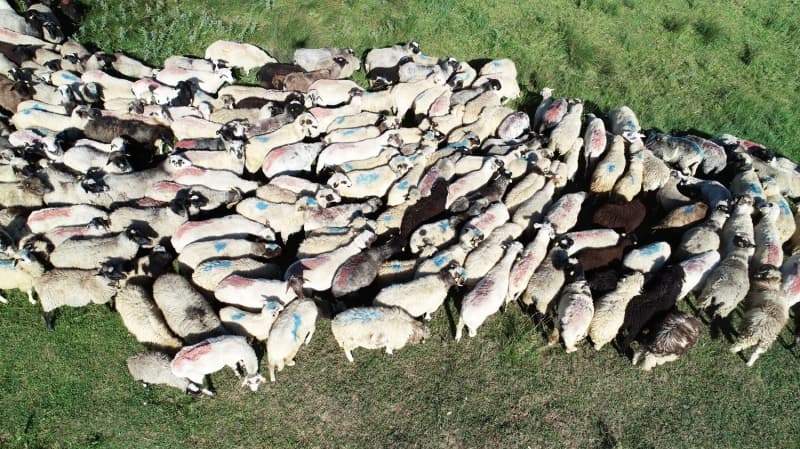 <p>Şerbetçi, hayvancılık işine girişte kendi öz sermayesini kullandığını belirterek 'Ufak bir adetle başladım, daha sonra hayvan kendini geliştirdikçe, üretim yaptıkça dişi kuzuları tutup erkekleri giderlere kullandıkça sürümüz daha da arttı, artmaya da devam ediyor.' ifadelerini kullandı.</p>