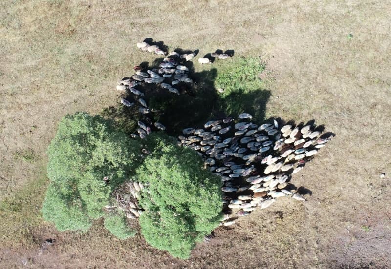 <p>Mücahit Şerbetçi, işinin planladığından çok daha iyi gittiğini ifade ederek belediyedeki kazancını yıllık ortalama gelir bazında 4-5 kat artırdığını vurguladı.</p>