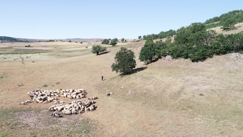 <p>'Aslında Sayın Cumhurbaşkanı'mızın genç girişimcilerle alakalı çağrıları beni çok etkiledi. Üretim teşvikleri beni çok etkiledi. Memlekete dönüp hayvancılığa başlamamda en büyük etkenlerden biri de bu oldu. Bir girişimci olarak kendi topraklarımızı değerlendirmek gerektiğini düşünerek bu işe girdim.'</p>