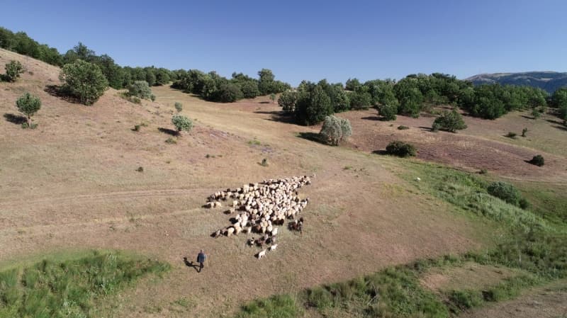 <p>Yaptığı işte ana hedefinin yetiştiricilik olduğunu dile getiren Şerbetçi, 'Kuzuların büyümesini sağlıyoruz. Daha sonra bunların damızlık ya da kasaplara etlik, kurbanlık olarak satışını sağlıyoruz. İlk başlangıçta Romanov ırkı koyun getirmiştim, yerli ırklarla daha da çoğaltıp sayıyı artırdık.' diye konuştu.</p>