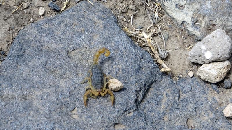 <p>Çimen Mahallesi’nde yaşayan ve inşaat işleri ile uğraşan Müslüm Beder (28) eşi Meryem Beder (23) ve 2 çocuklarının yaşadığı ev ve bahçelerinde yoğun olarak bulunan akrepler nedeniyle aile evlerini terk etmek zorunda kaldı. Son olarak Meryem Beder ve 4 yaşındaki oğulları Arda'yı da uyurken akrep soktu. </p>