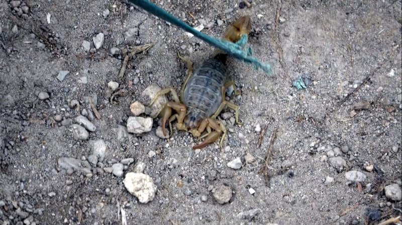 <p>Erciş Belediyesi'nde görevli Veteriner Hekim İhsan Çiftçi de vatandaşların şikayeti üzerine mahallede incelemelerde bulundu. Mahallede incelemelerde bulunurken büyük şaşkınlık yaşayan Veteriner Hekim Çiftçi'nin kaldırdığı her taşın altından akrep çıktı.</p><p>1 METRE SIÇRAMA ÖZELLİĞİNE SAHİP</p><p>Açıklamalarda bulunan Çiftçi, 'Burada genelde kuyruklu akrep ve sarı kız dediğimiz böceğe benzeyen akrepler var. Bu kuyruklu akreplerin zehri kuyruklarında bulunur. Bu akreplerin evlere giren farklı bir türü de var. Bu da sarı kız dediğimiz etçil türlerdir. Özelikle yaşam alanlarına evlere, ahırlara ve kümeslere giren akrep türüdür. Bunların büyükleri bir el ayası kadar olabiliyor. Bu akrepler soktuğu zaman zehrini soktuğu nesnenin üzerine boşaltırlar. Bu akrepler önce avını sokup daha sonra yemeye başlar. Bu akrep türleri yaklaşık 1 metre sıçrama özelliğine sahiptir' diye konuştu.</p>