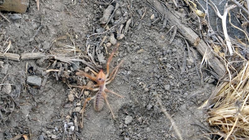 <p> Bunun üzerine Beder ailesi evi boşaltıp babasının evine yerleşti. Akrep nedeniyle evlerini terk etmek zorunda kalan Meryem Beder, yaşadığı korku dolu anları anlattı.</p>