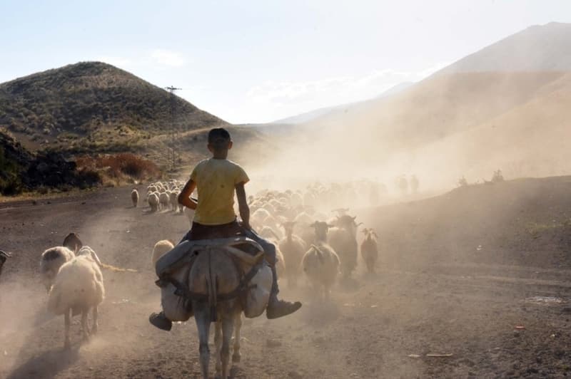 <p> “Buradan elde ettiğimiz sütleri yoğurt ve peynir yaparak satıyoruz. Biz sabah kahvaltımızı yapıp evlerimizin işlerini tamamladıktan sonra beriye geliyoruz. Bizim 70 küçükbaş hayvanımız var. Buraya gelince herkes kendi hayvanını bulup sağımını gerçekleştiriyor” diye konuştu.</p>
