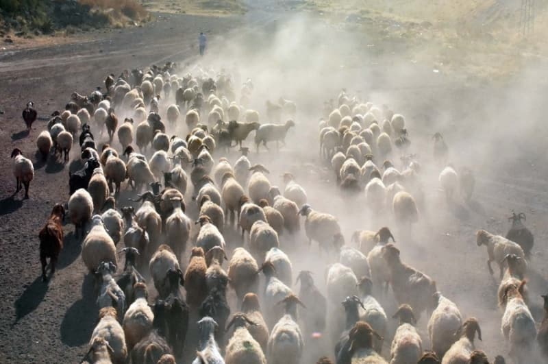 <p>Berivanlardan Mircan Alican ise günde iki kez sağım yaptıklarını söyleyerek,</p>