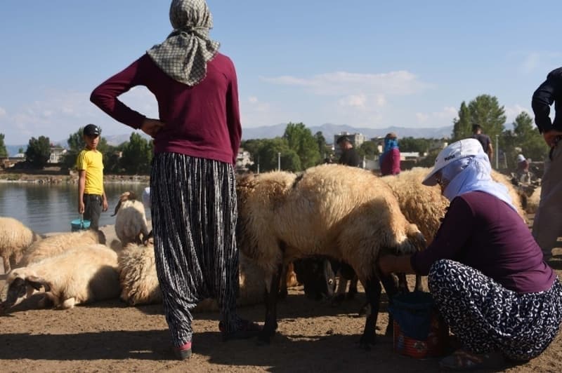 <p>Nemrut Dağı eteklerindeki yaylalara hayvanlarını çıkaran köylüler, bu tozlu yolculuğu her gün gerçekleştiriyorlar. 15 kilometrelik yolu tamamlayan hayvanlar Van Gölü kıyısına gelerek susuzluklarını giderip sağımı bekliyor.</p>
